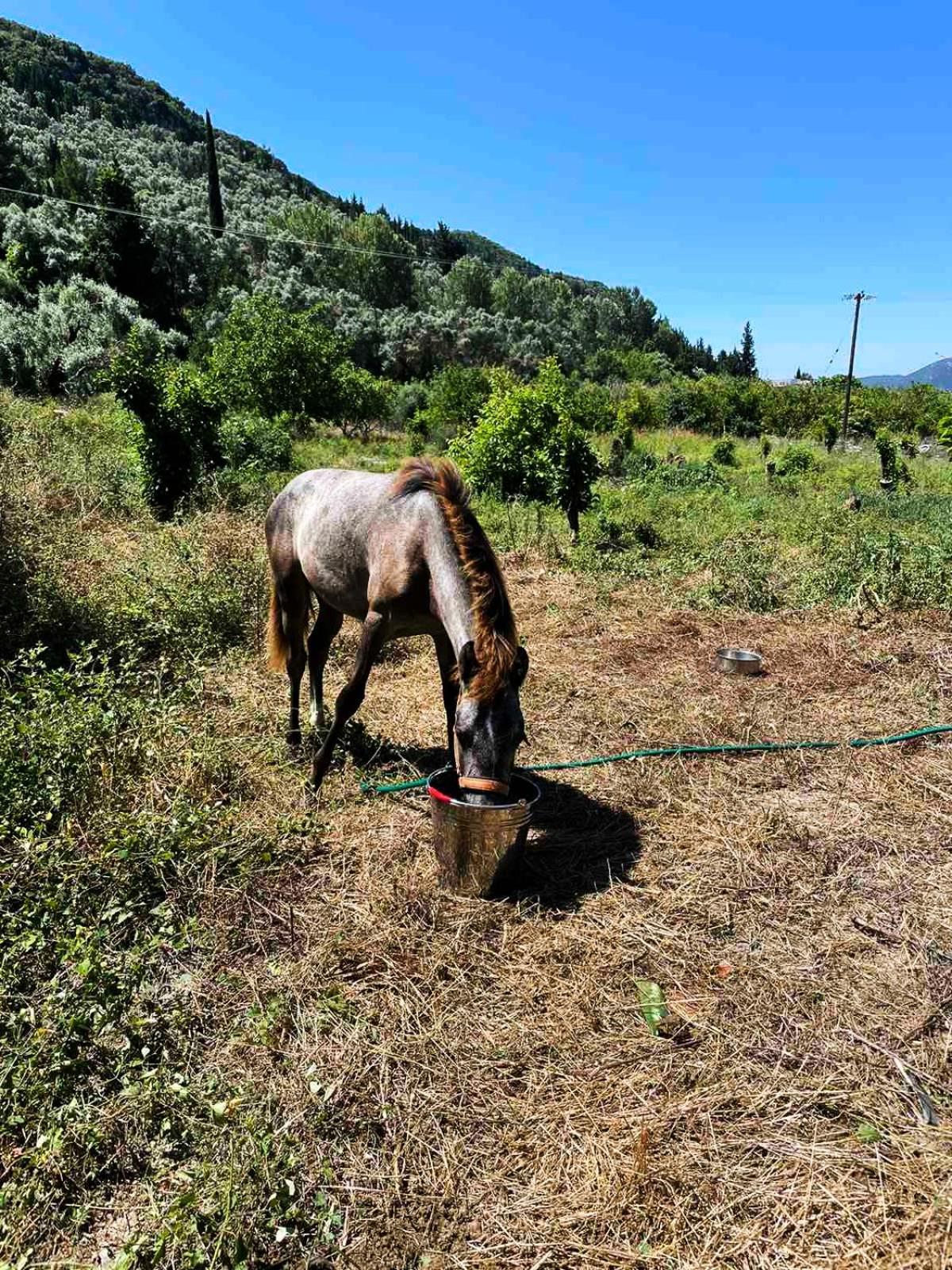 Lily Home_Lefkada ~ Private Country House Kondaraina ภายนอก รูปภาพ